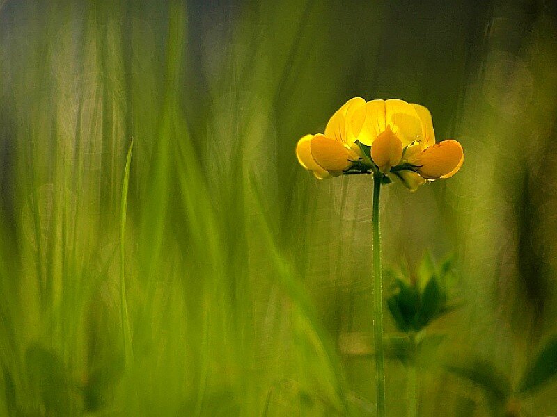Yellow flower in green grass