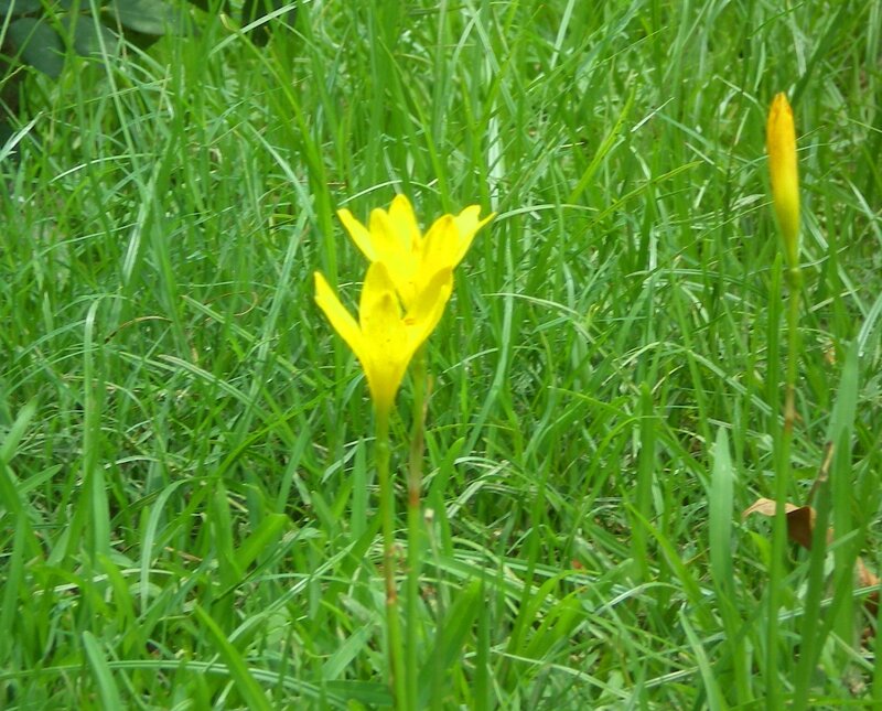 Yellow flower in green grass
