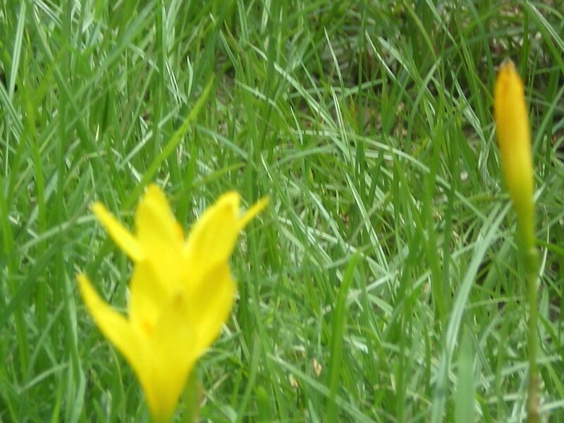 Yellow flower in green grass