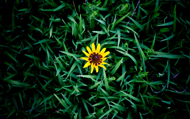 yellow flower in green grass