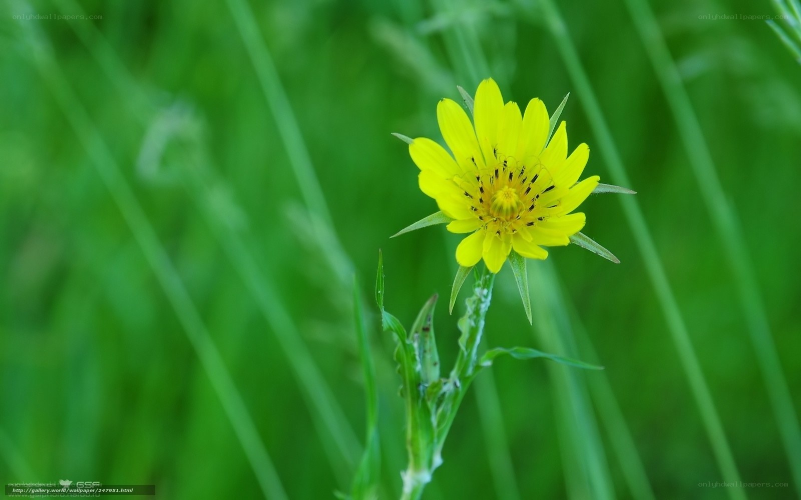 Yellow flower in green grass