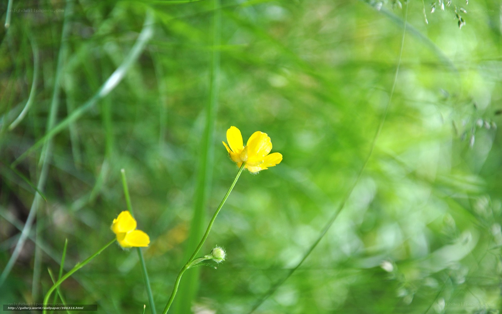 Yellow flower in green grass