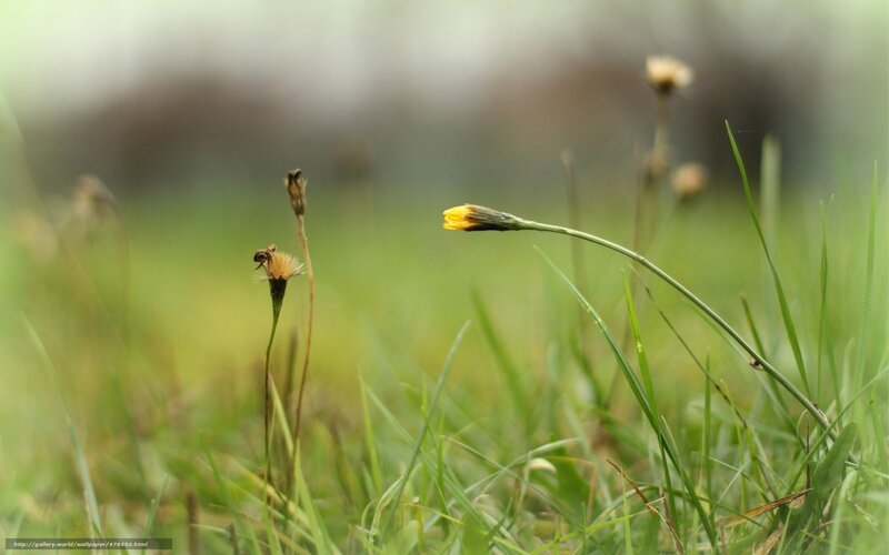 Yellow flower in green grass