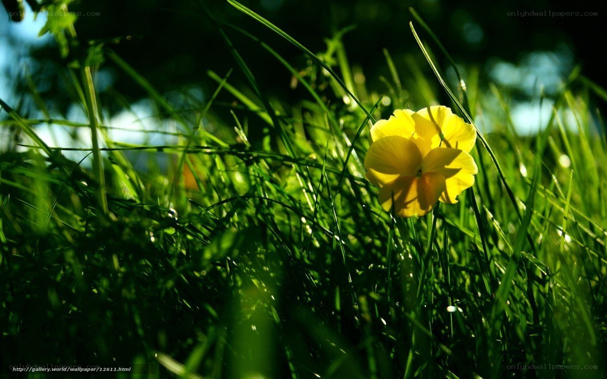 Yellow flower in green grass