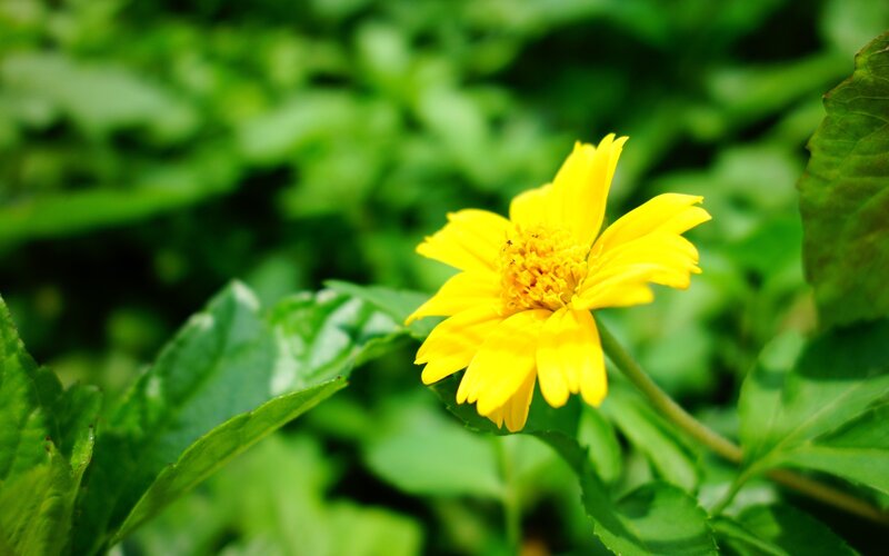 Yellow Flower in Green Leaves — Afternoon