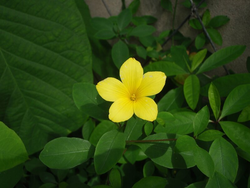 Yellow Flower in Green Leaves — Calm, Photograph