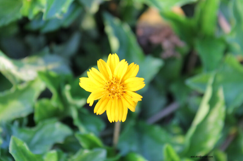 Yellow Flower in Green Leaves — Calm