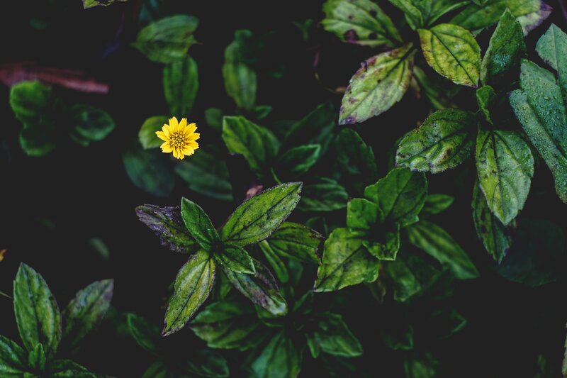 Yellow Flower in Green Leaves — Natural, Photograph