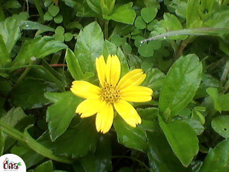 Yellow Flower in Green Leaves — Natural