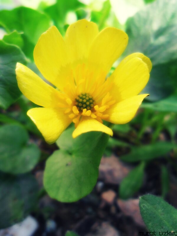yellow flower in green leaves