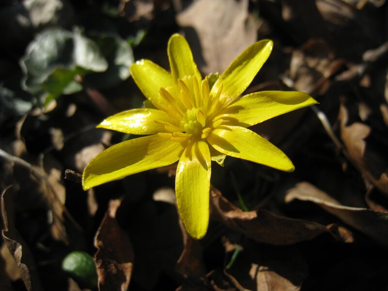 Yellow Flower in Leaves