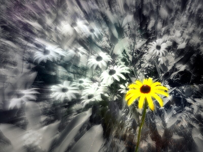 Yellow flower in monochrome field
