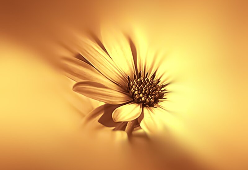Yellow Flower in Motion — Serene