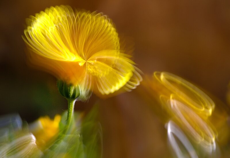 Yellow Flower in Motion