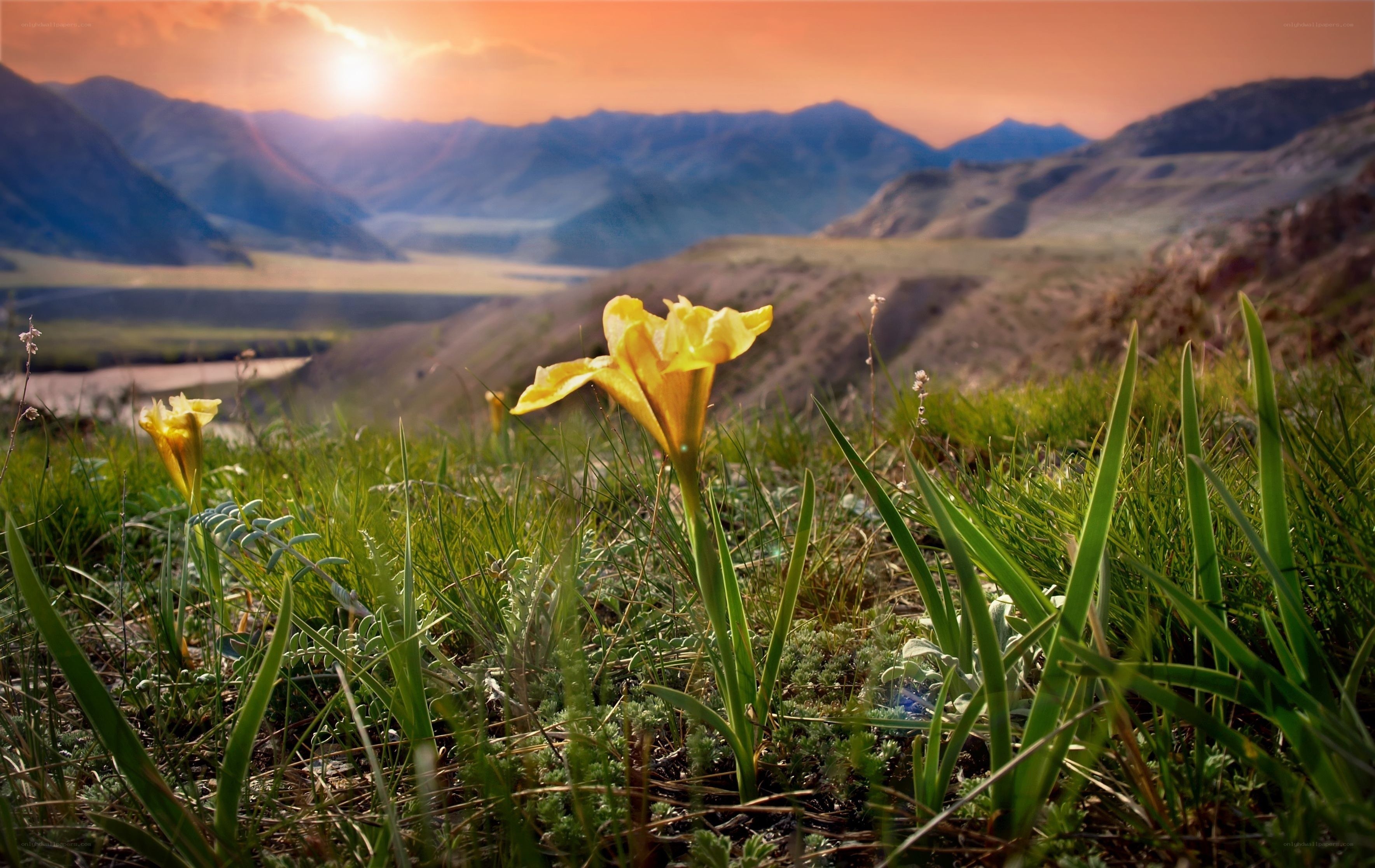 Yellow flower in mountain valley