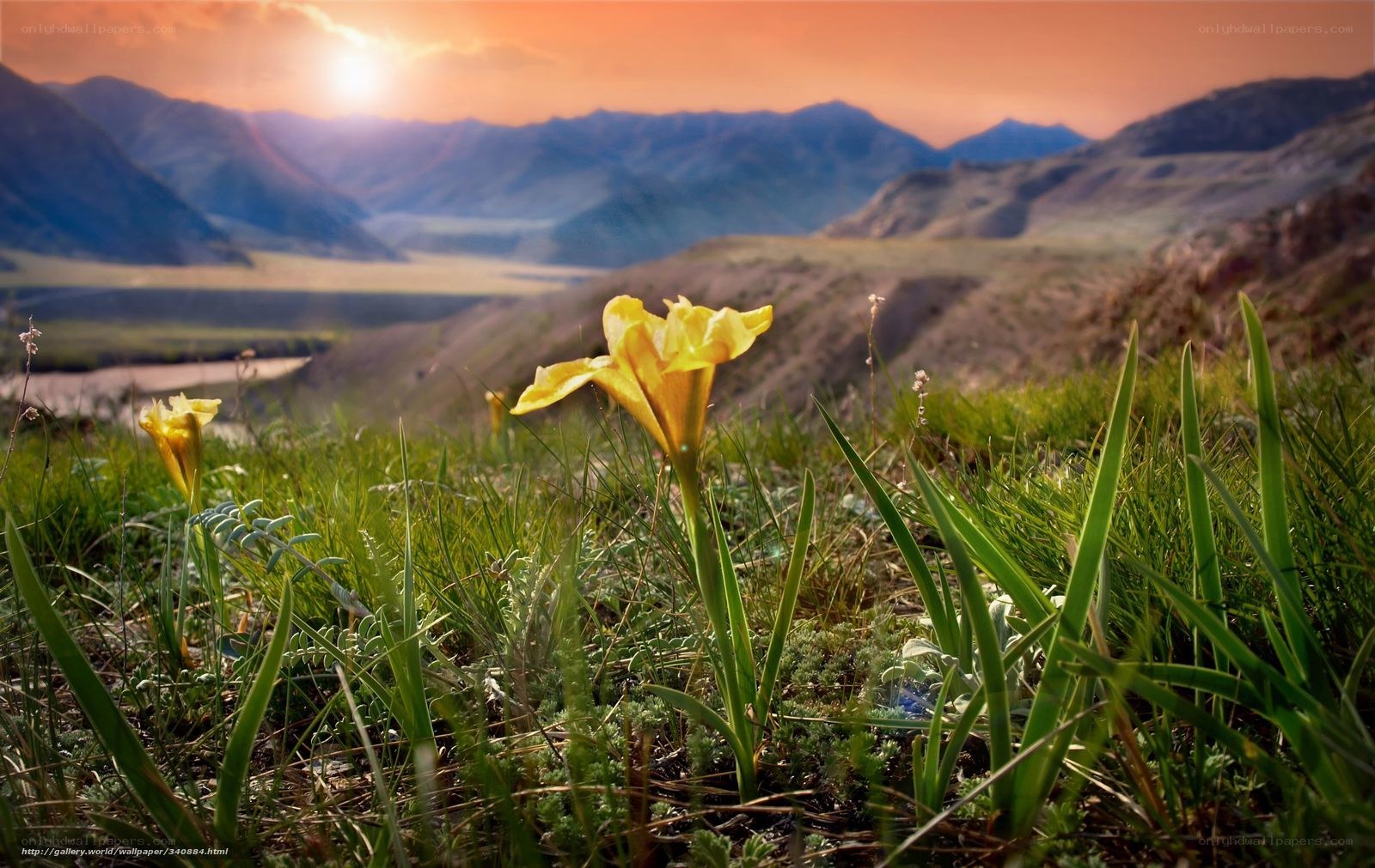 Yellow flower in mountain valley