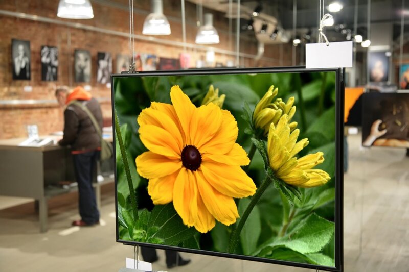 Yellow Flower in Photo