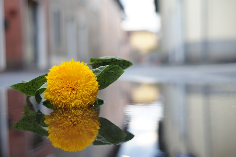 Yellow Flower in Puddle