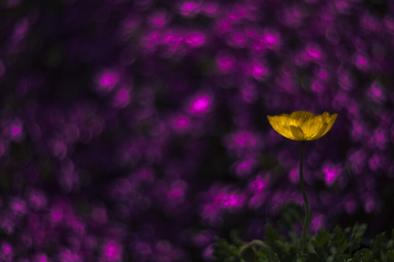 Yellow Flower in Purple Field