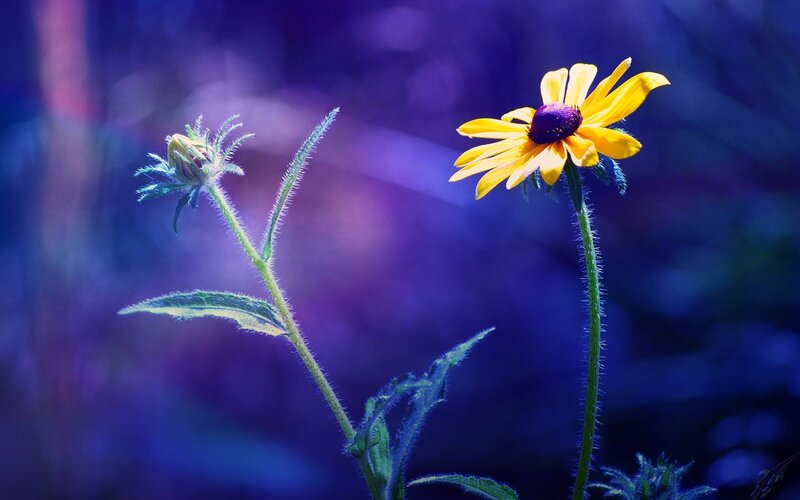 Yellow Flower in Purple Light — Serene