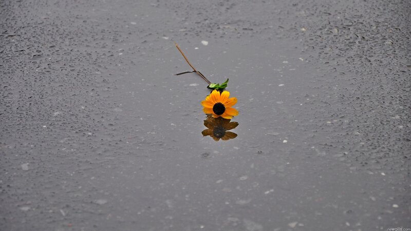 Yellow flower in rain puddle