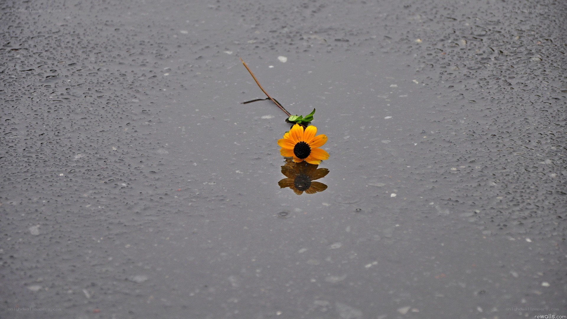 Yellow flower in rain puddle