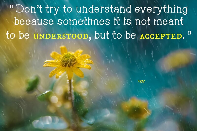 Yellow Flower in Rain — Reflective