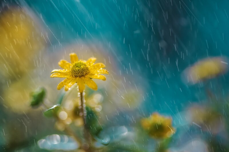 Yellow Flower in Rain