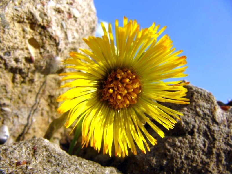 Yellow Flower in Rock