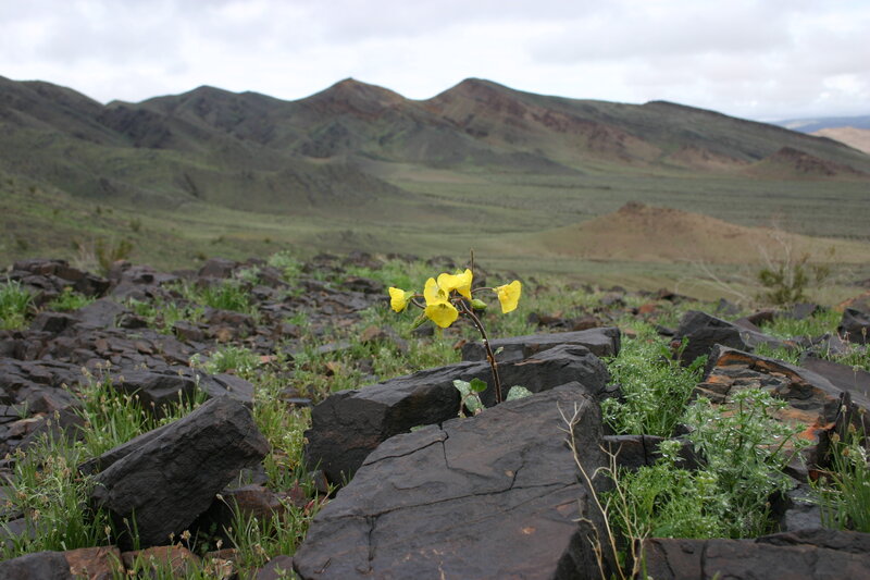 Yellow flower in rocky landscape