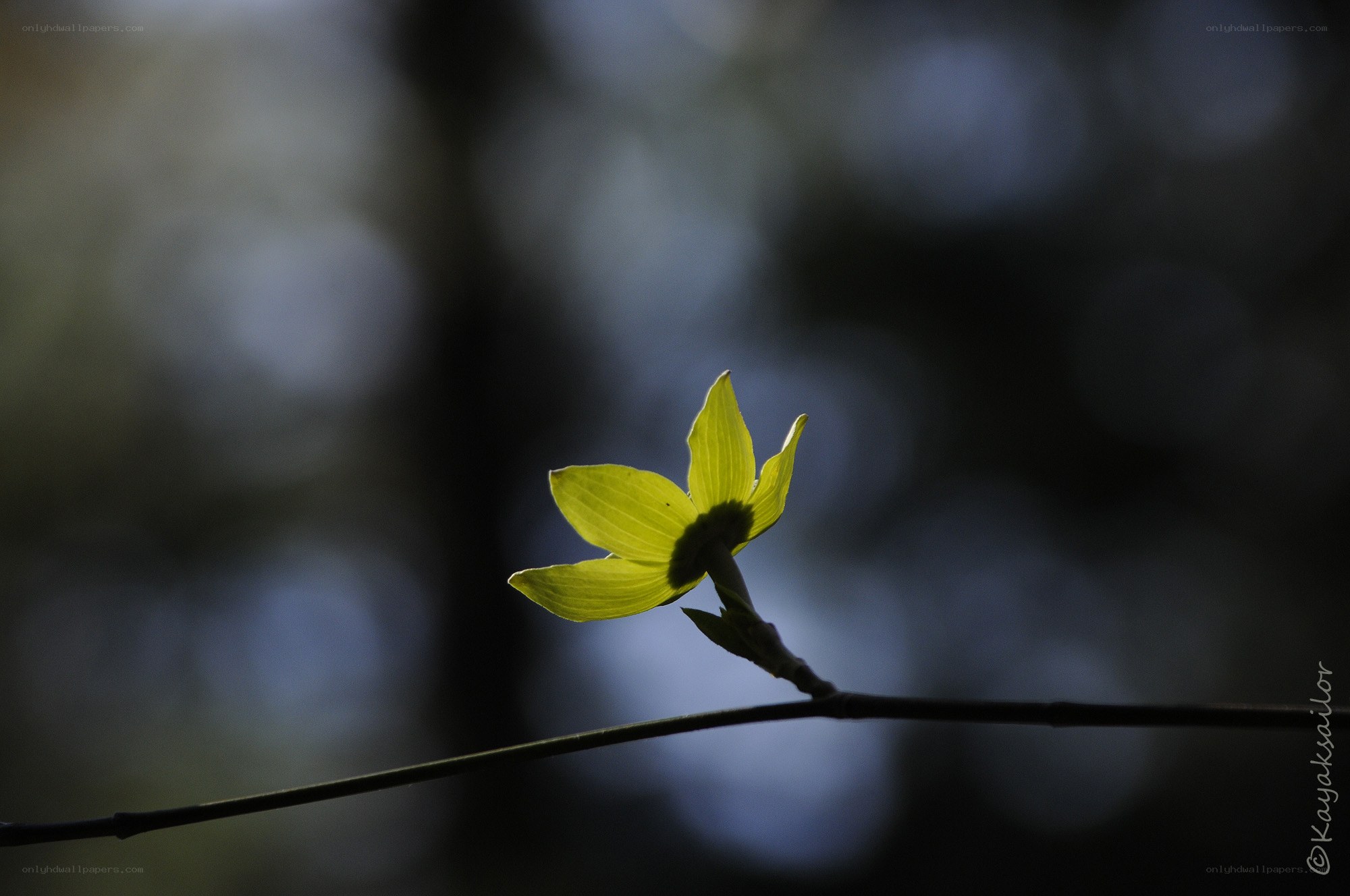 yellow flower in silhouette