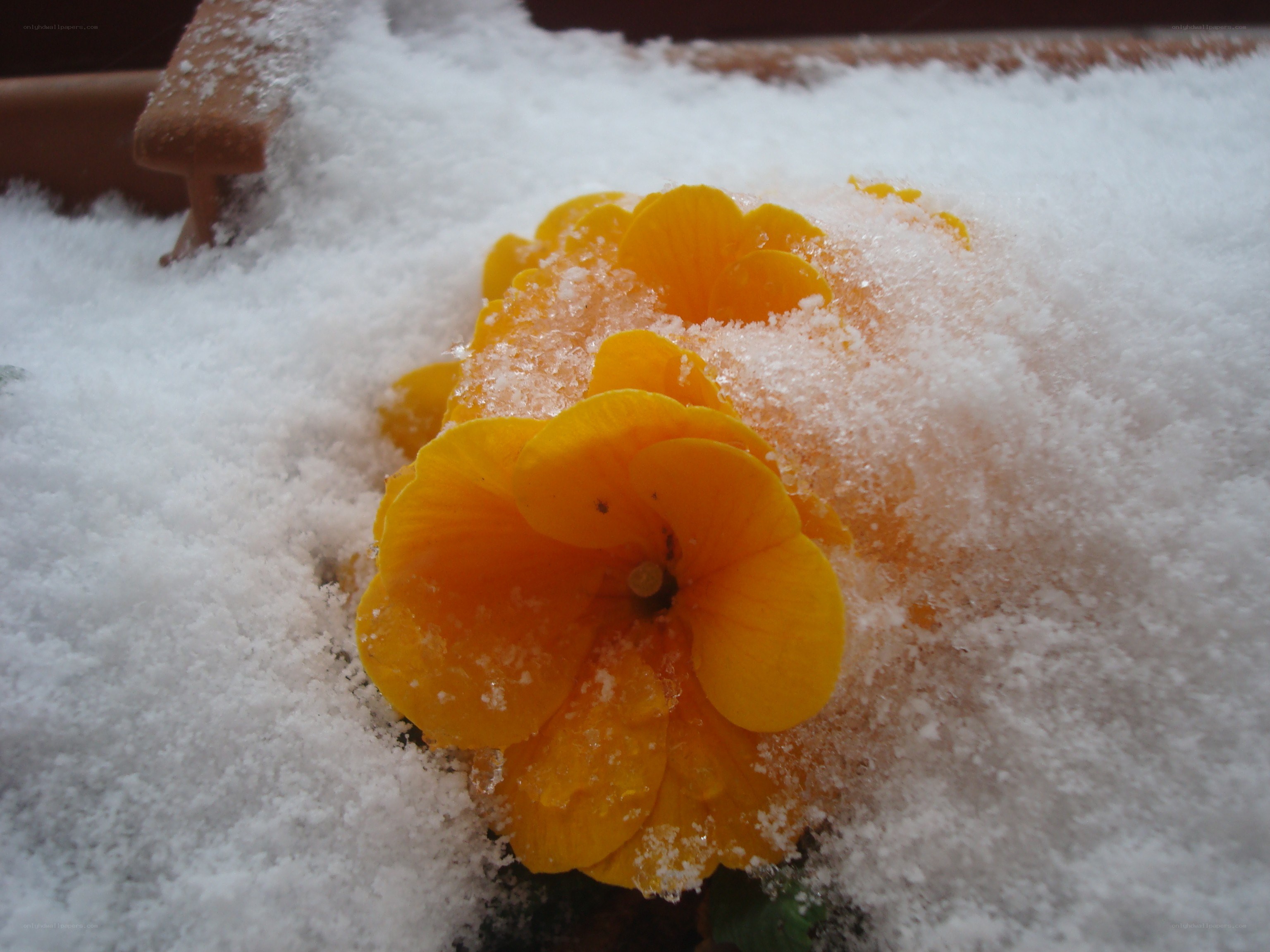 Yellow flower in snow