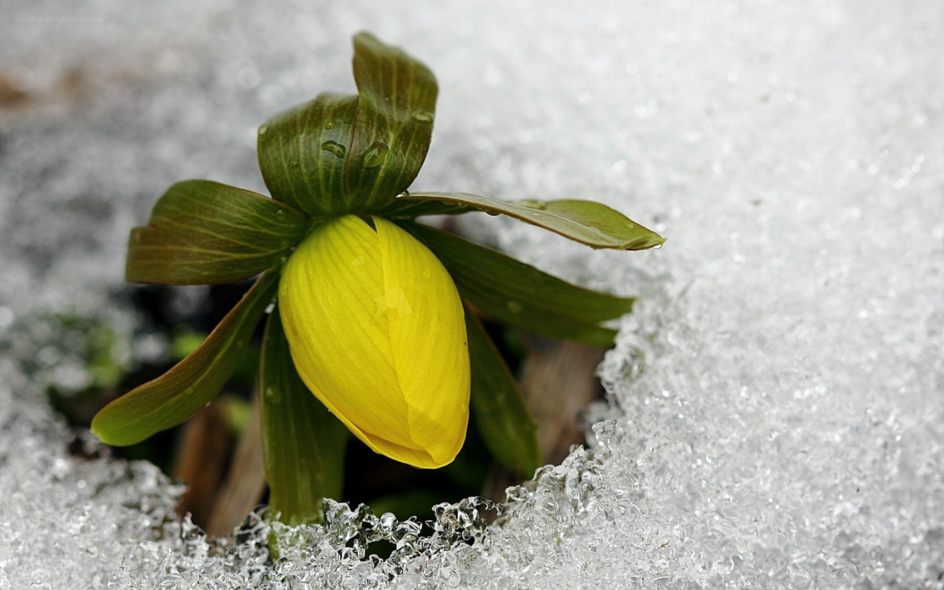 Yellow flower in snow