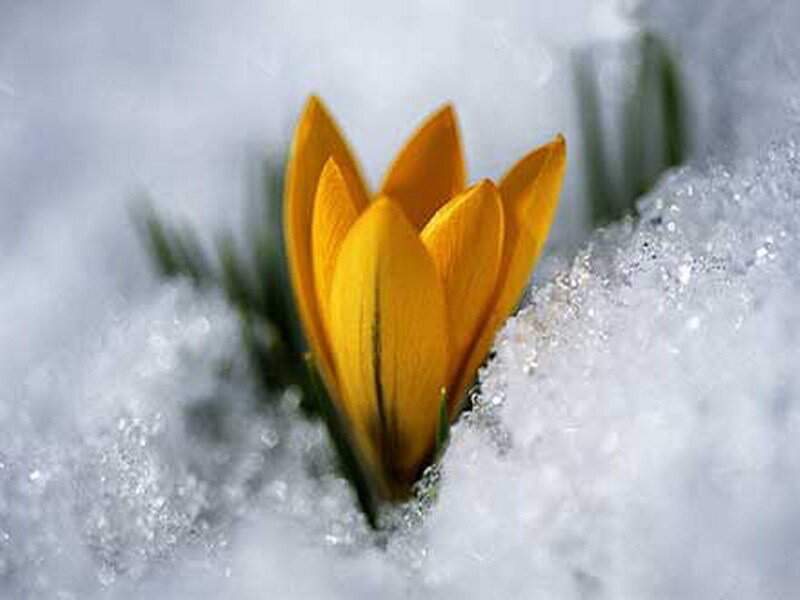 Yellow flower in snow
