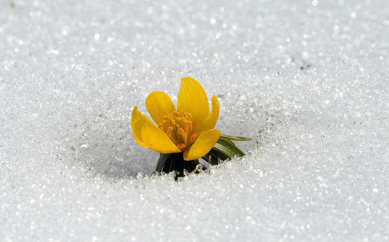 Yellow Flower in Snow — Calm