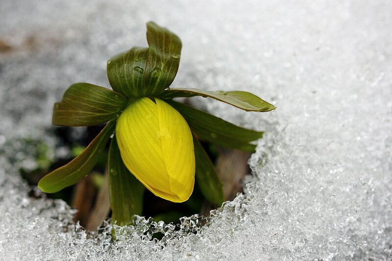 Yellow Flower in Snow — Serene