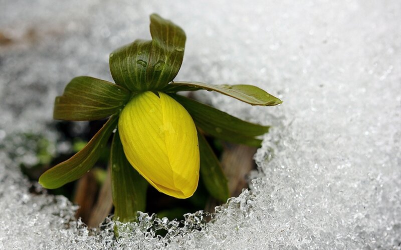 Yellow Flower in Snow — Serene, Winter