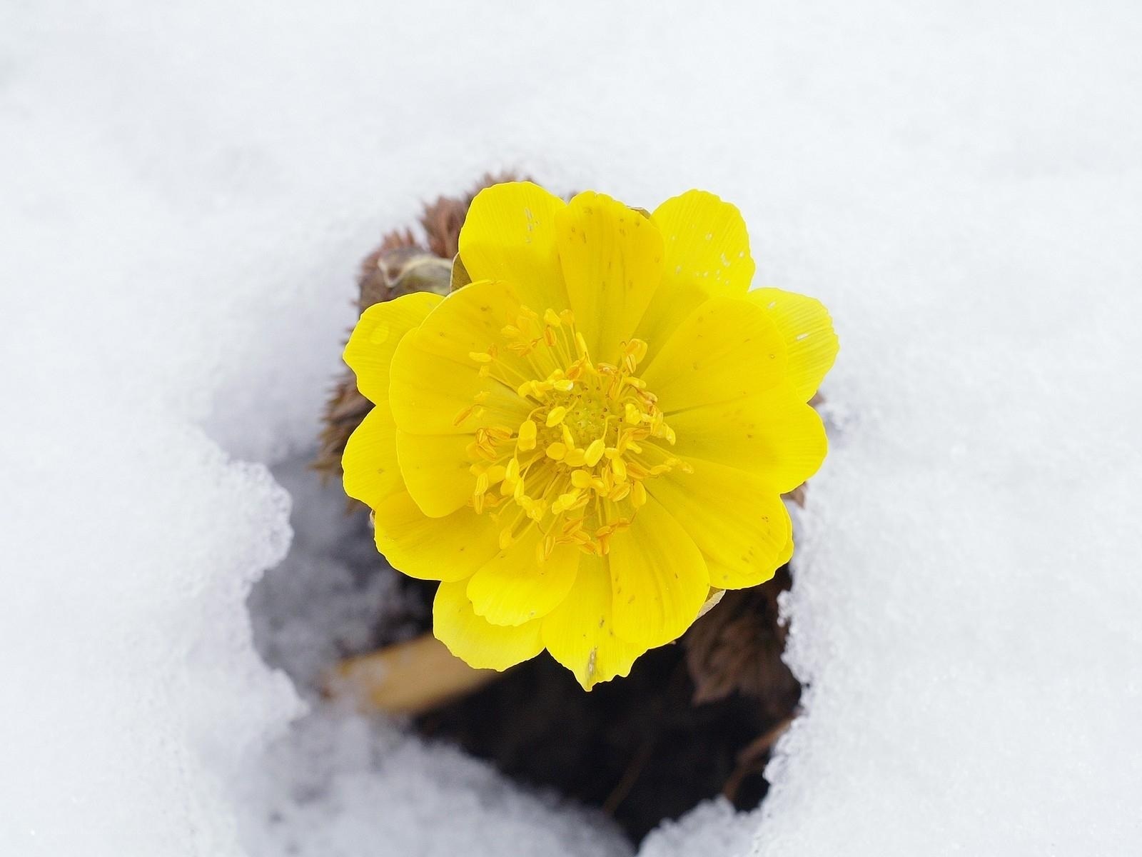 Yellow flower in snow