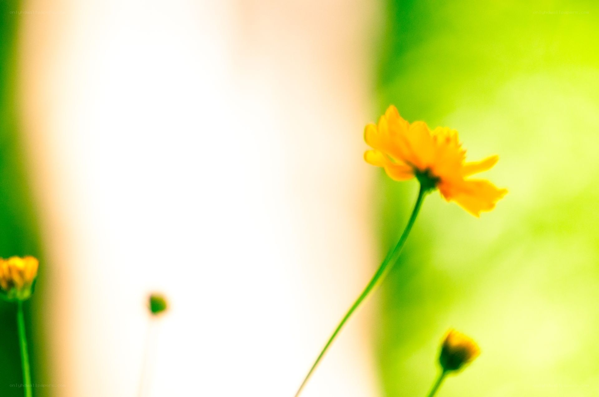 yellow flower in soft focus