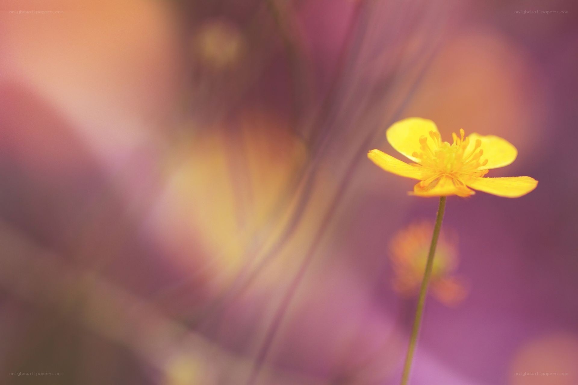 Yellow flower in soft focus
