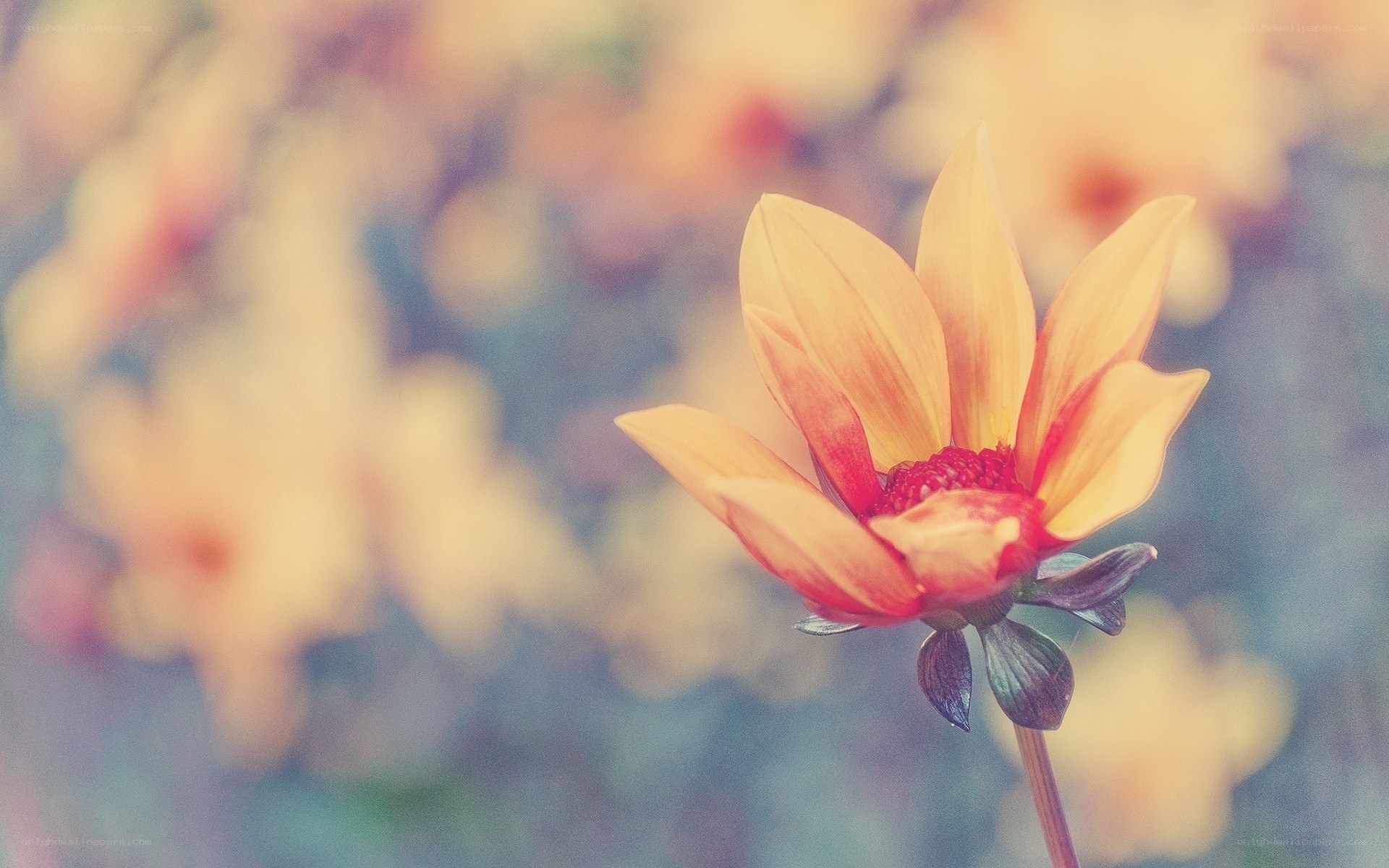 yellow flower in soft focus