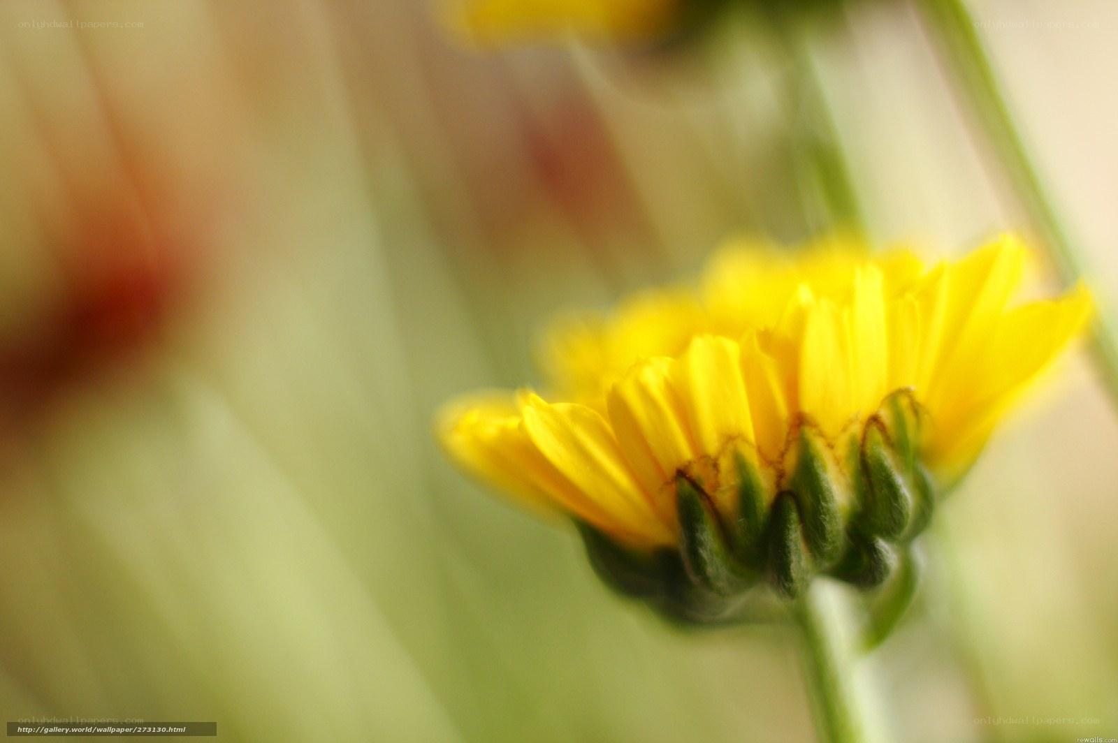Yellow flower in soft focus