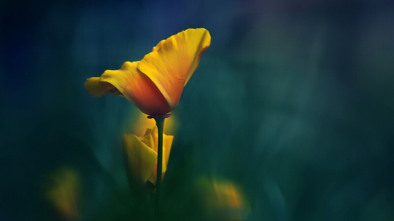 Yellow flower in soft focus