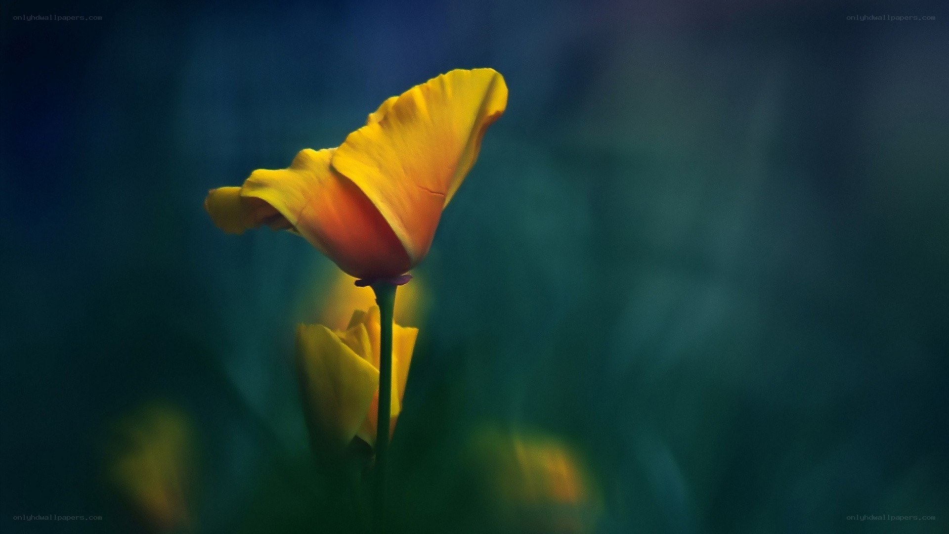 Yellow flower in soft focus