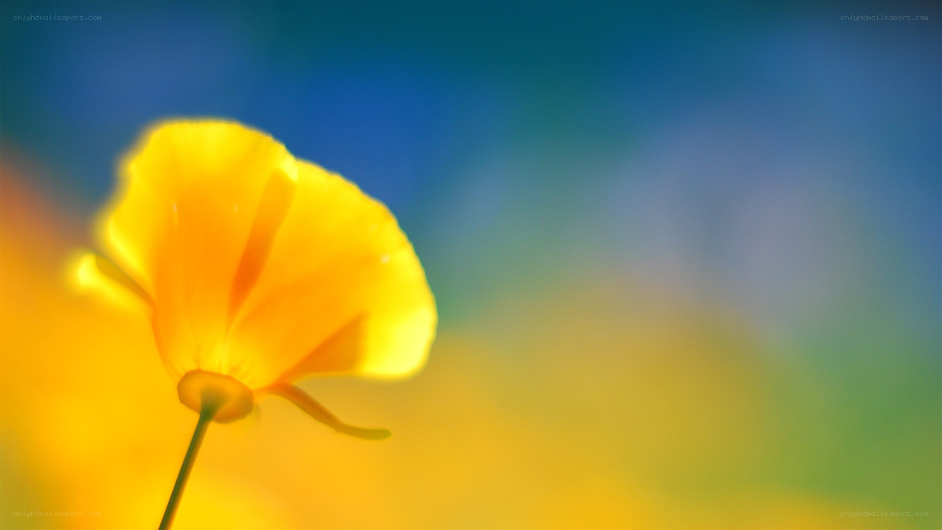 Yellow flower in soft focus