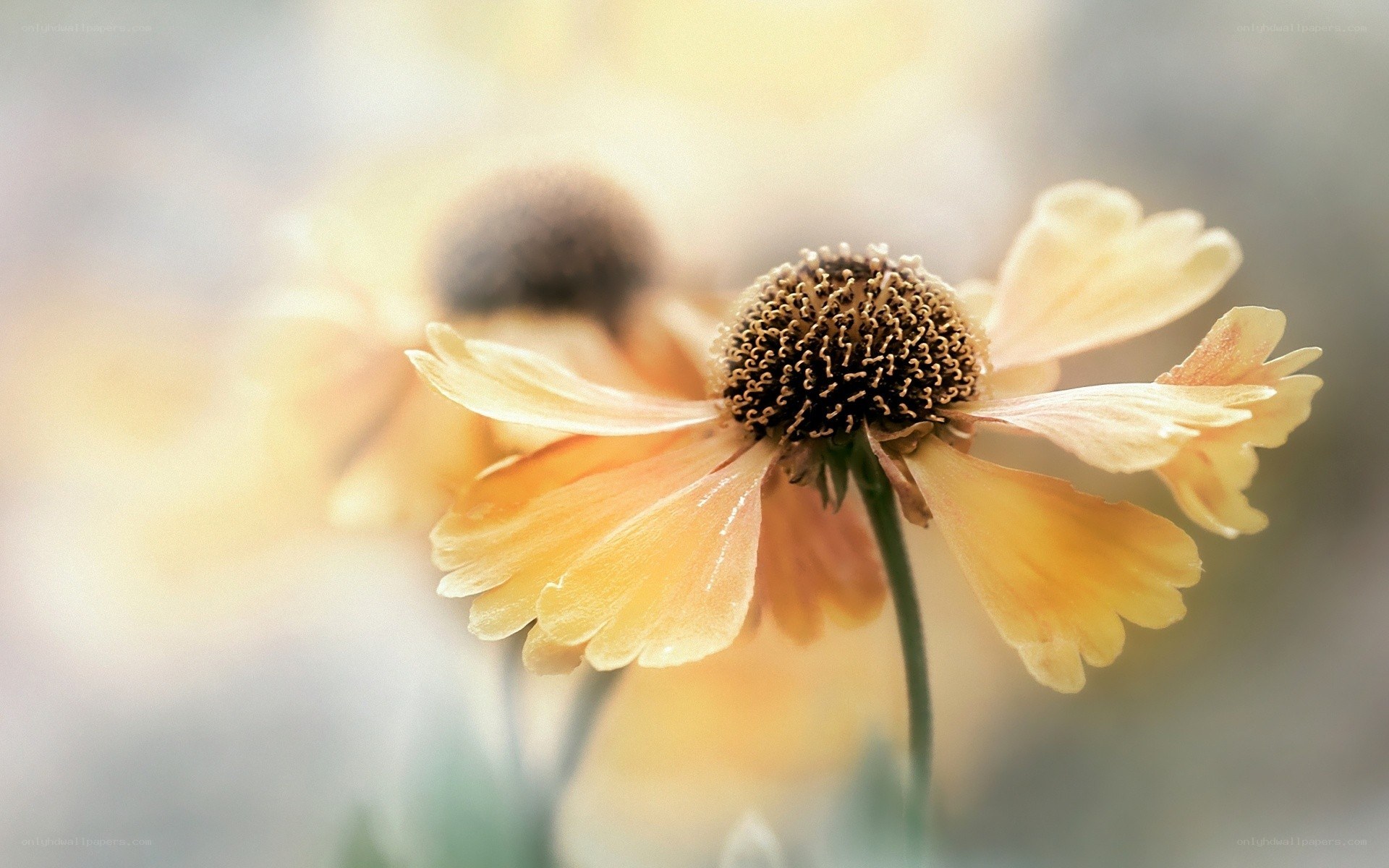yellow flower in soft focus
