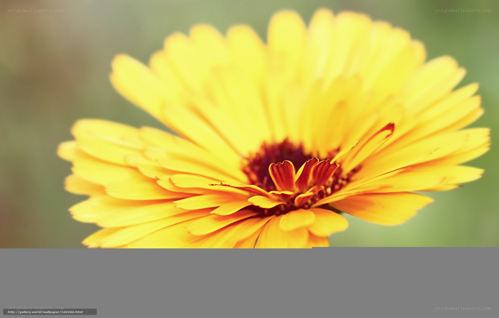 Yellow flower in soft focus