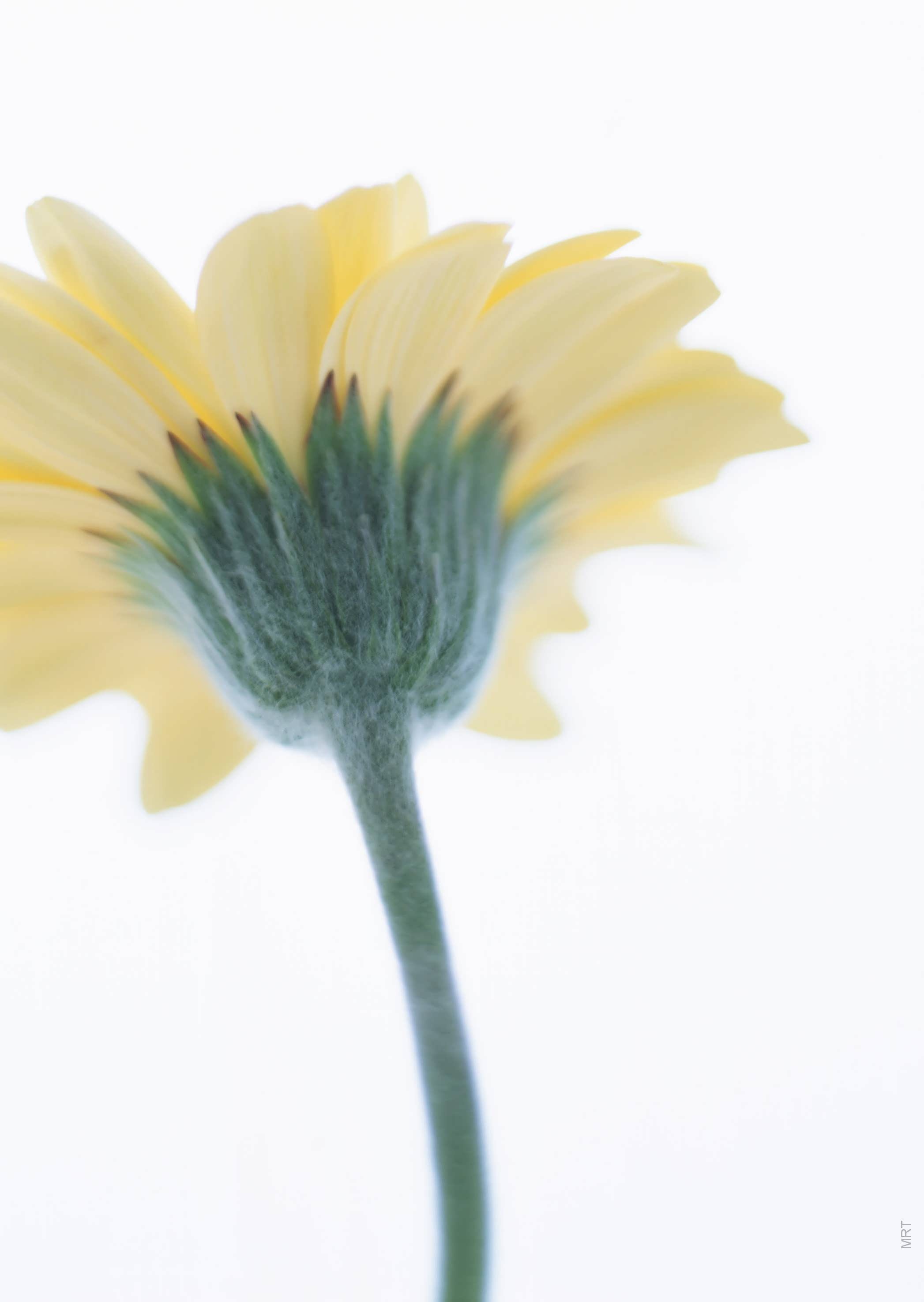 yellow flower in soft light