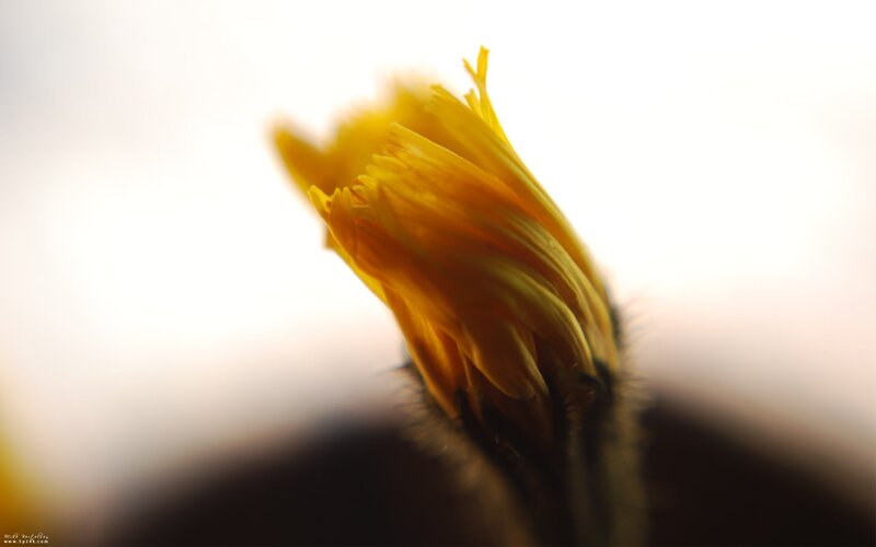 Yellow flower in soft light