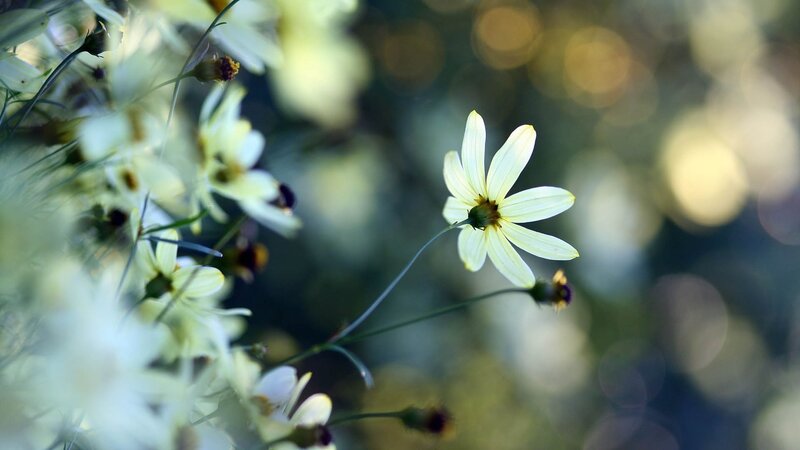 Yellow flower in soft light
